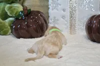 BELLA, a female Cockapoo for sale in Pennsauken, NJ – 5 of 6