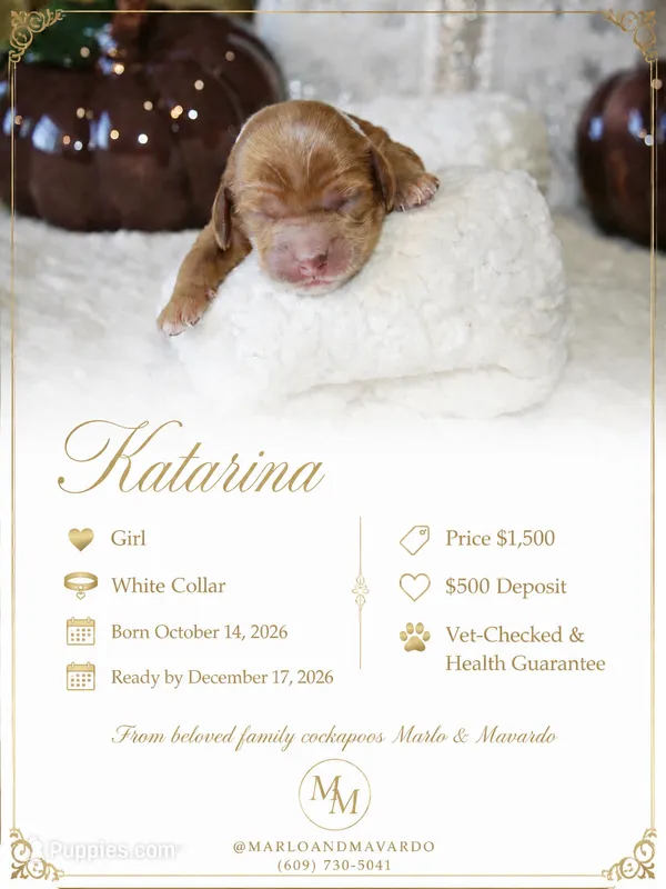 KATARINA – Cockapoo puppy for sale in Pennsauken, NJ