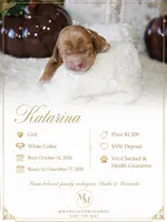 KATARINA, a female Cockapoo for sale in Pennsauken, NJ – 1 of 5