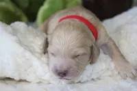 ELIJAH , a male Cockapoo for sale in Pennsauken, NJ – 7 of 7