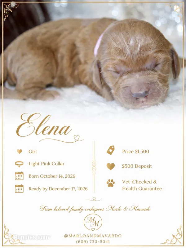 ELENA  – Cockapoo puppy for sale in Pennsauken, NJ