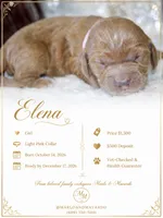 ELENA , a female Cockapoo for sale in Pennsauken, NJ – 1 of 7