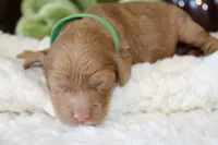 KLAUS, a male Cockapoo for sale in Pennsauken, NJ – 3 of 7