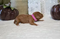 BONNIE, a female Cockapoo for sale in Pennsauken, NJ – 6 of 6
