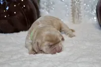 BELLA, a female Cockapoo for sale in Pennsauken, NJ – 2 of 6