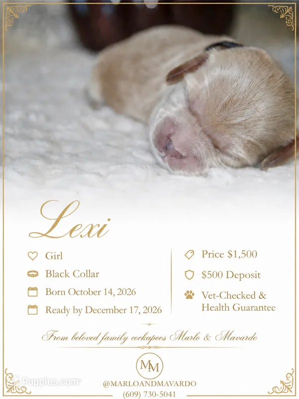 LEXI – Cockapoo puppy for sale in Pennsauken, NJ