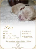 LEXI, a female Cockapoo for sale in Pennsauken, NJ – 1 of 7