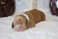 KATARINA, a female Cockapoo for sale in Pennsauken, NJ – 4 of 5