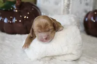 KATARINA, a female Cockapoo for sale in Pennsauken, NJ – 2 of 5
