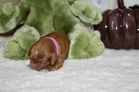 BONNIE, a female Cockapoo for sale in Pennsauken, NJ – 4 of 6