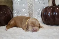 DOUG, a male Cockapoo for sale in Pennsauken, NJ – 5 of 5