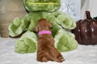 BONNIE, a female Cockapoo for sale in Pennsauken, NJ – 5 of 6