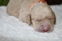 CAROLINE, a female Cockapoo for sale in Pennsauken, NJ – 3 of 7