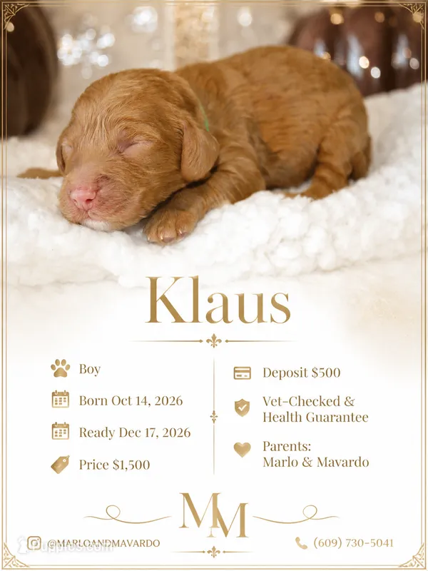 KLAUS – Cockapoo puppy for sale in Pennsauken, NJ