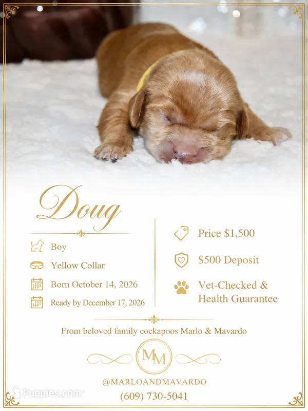 DOUG – Cockapoo puppy for sale in Pennsauken, NJ