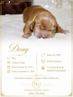 DOUG, a male Cockapoo for sale in Pennsauken, NJ – 1 of 5