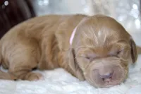 ELENA , a female Cockapoo for sale in Pennsauken, NJ – 2 of 7