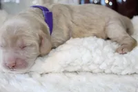 REBEKAH, a female Cockapoo for sale in Pennsauken, NJ – 4 of 7