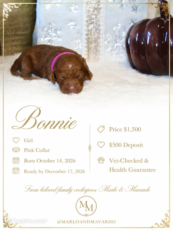 BONNIE – Cockapoo puppy for sale in Pennsauken, NJ