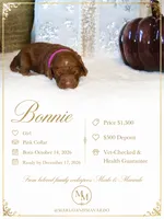 BONNIE, a female Cockapoo for sale in Pennsauken, NJ – 1 of 6