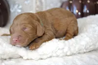 KLAUS, a male Cockapoo for sale in Pennsauken, NJ – 2 of 7