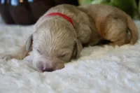 ELIJAH , a male Cockapoo for sale in Pennsauken, NJ – 3 of 7