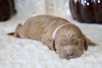 ELENA , a female Cockapoo for sale in Pennsauken, NJ – 3 of 7