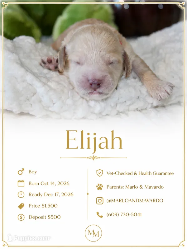 ELIJAH  – Cockapoo puppy for sale in Pennsauken, NJ
