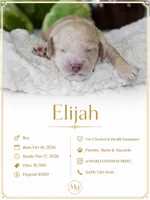 ELIJAH , a male Cockapoo for sale in Pennsauken, NJ – 1 of 7