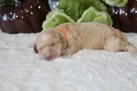 CAROLINE, a female Cockapoo for sale in Pennsauken, NJ – 7 of 7