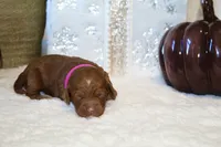 BONNIE, a female Cockapoo for sale in Pennsauken, NJ – 2 of 6