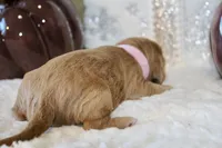 ELENA , a female Cockapoo for sale in Pennsauken, NJ – 6 of 7