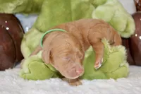 KLAUS, a male Cockapoo for sale in Pennsauken, NJ – 7 of 7