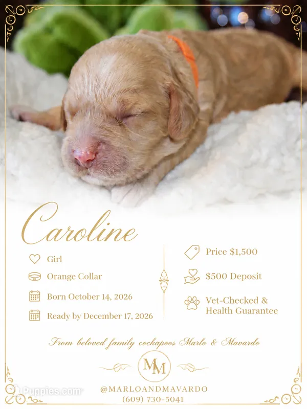 CAROLINE – Cockapoo puppy for sale in Pennsauken, NJ