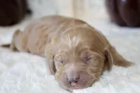 ELENA , a female Cockapoo for sale in Pennsauken, NJ – 5 of 7