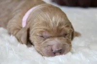 ELENA , a female Cockapoo for sale in Pennsauken, NJ – 4 of 7