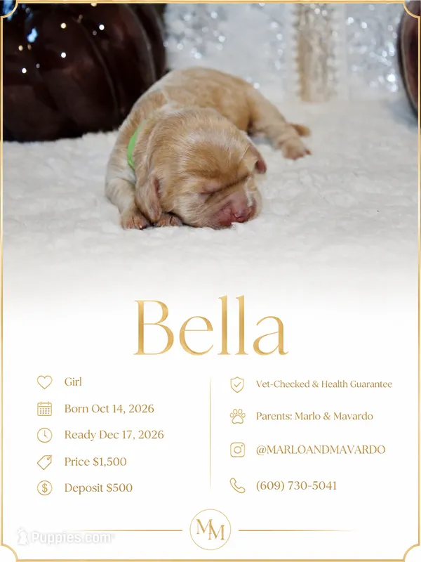 BELLA – Cockapoo puppy for sale in Pennsauken, NJ