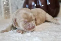 BELLA, a female Cockapoo for sale in Pennsauken, NJ – 3 of 6