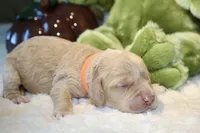 CAROLINE, a female Cockapoo for sale in Pennsauken, NJ – 4 of 7
