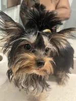 Baby Cota, a female Yorkshire Terrier for sale in Fayetteville, NC – 5 of 9