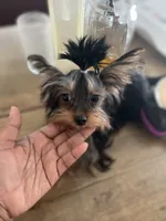 Baby Cota, a female Yorkshire Terrier for sale in Fayetteville, NC – 7 of 9