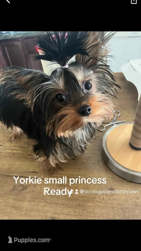 Baby Cota – Yorkshire Terrier puppy for sale in Fayetteville, NC