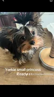 Baby Cota, a female Yorkshire Terrier for sale in Fayetteville, NC – 1 of 9