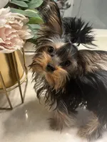 Baby Cota, a female Yorkshire Terrier for sale in Fayetteville, NC – 2 of 9