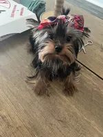 Baby Cota, a female Yorkshire Terrier for sale in Fayetteville, NC – 6 of 9
