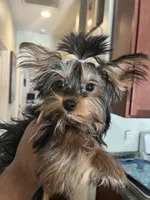 Baby Cota, a female Yorkshire Terrier for sale in Fayetteville, NC – 9 of 9