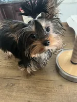 Baby Cota, a female Yorkshire Terrier for sale in Fayetteville, NC – 3 of 9