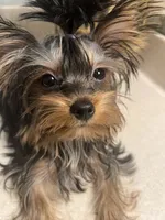 Baby Cota, a female Yorkshire Terrier for sale in Fayetteville, NC – 4 of 9