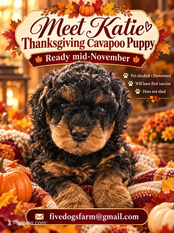Katie – Cavapoo puppy for sale in Amherst, VA