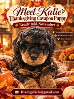 Katie, a female Cavapoo for sale in Amherst, VA – 1 of 1